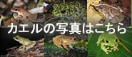 沖縄のカエル達の写真と鳴き声コーナーへ