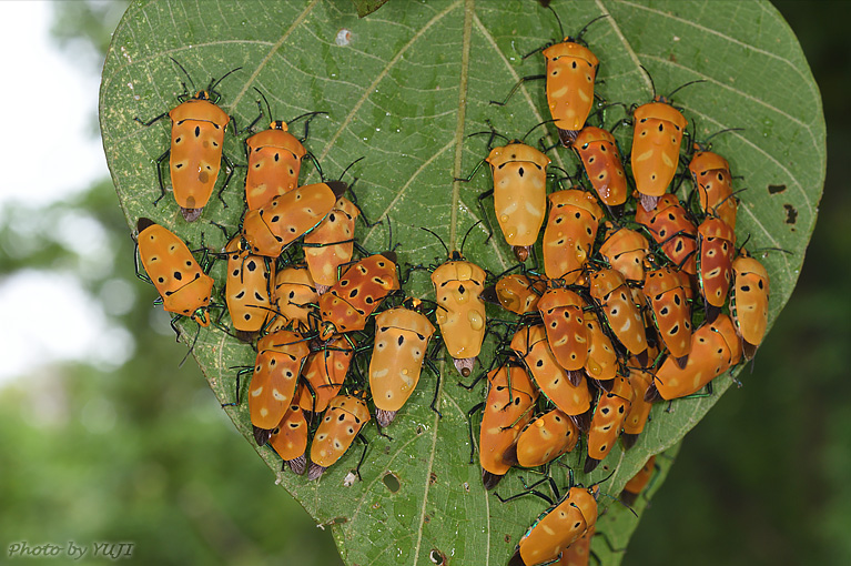 アカギカメムシ Cantao ocellatus