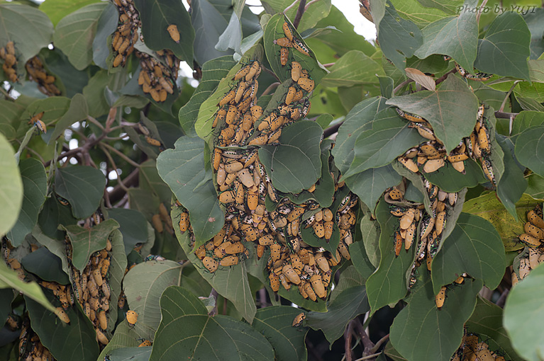 アカギカメムシ Cantao ocellatus