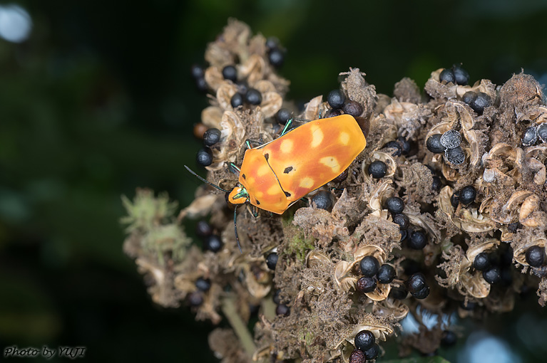 アカギカメムシ Cantao ocellatus