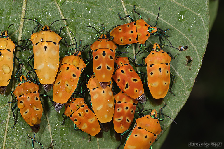 アカギカメムシ Cantao ocellatus