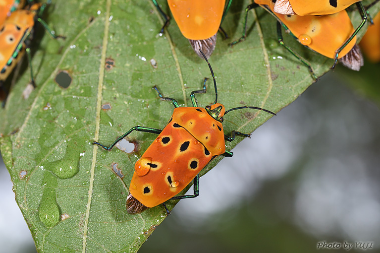 アカギカメムシ Cantao ocellatus