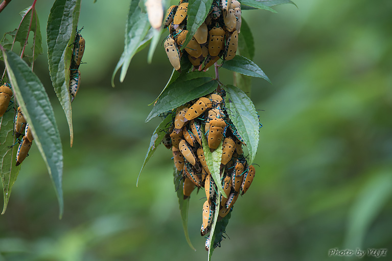 アカギカメムシ Cantao ocellatus