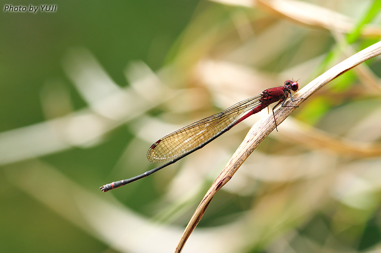 アカナガイトトンボ Pseudagrion pilidorsum pilidorsum