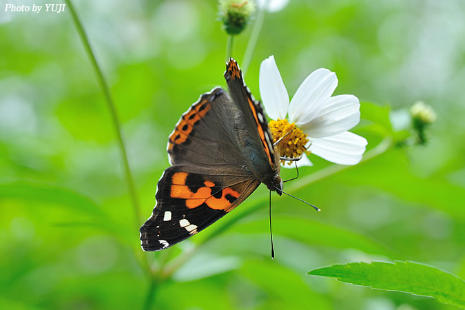 アカタテハ Vanessa indica