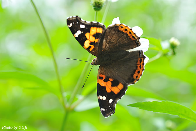 アカタテハ Vanessa indica