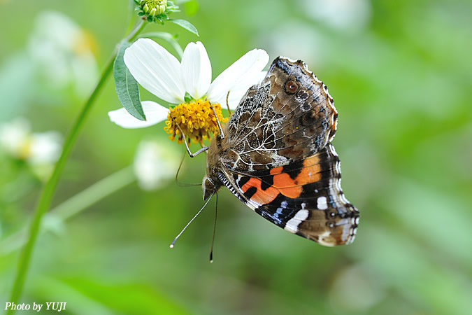 アカタテハ Vanessa indica