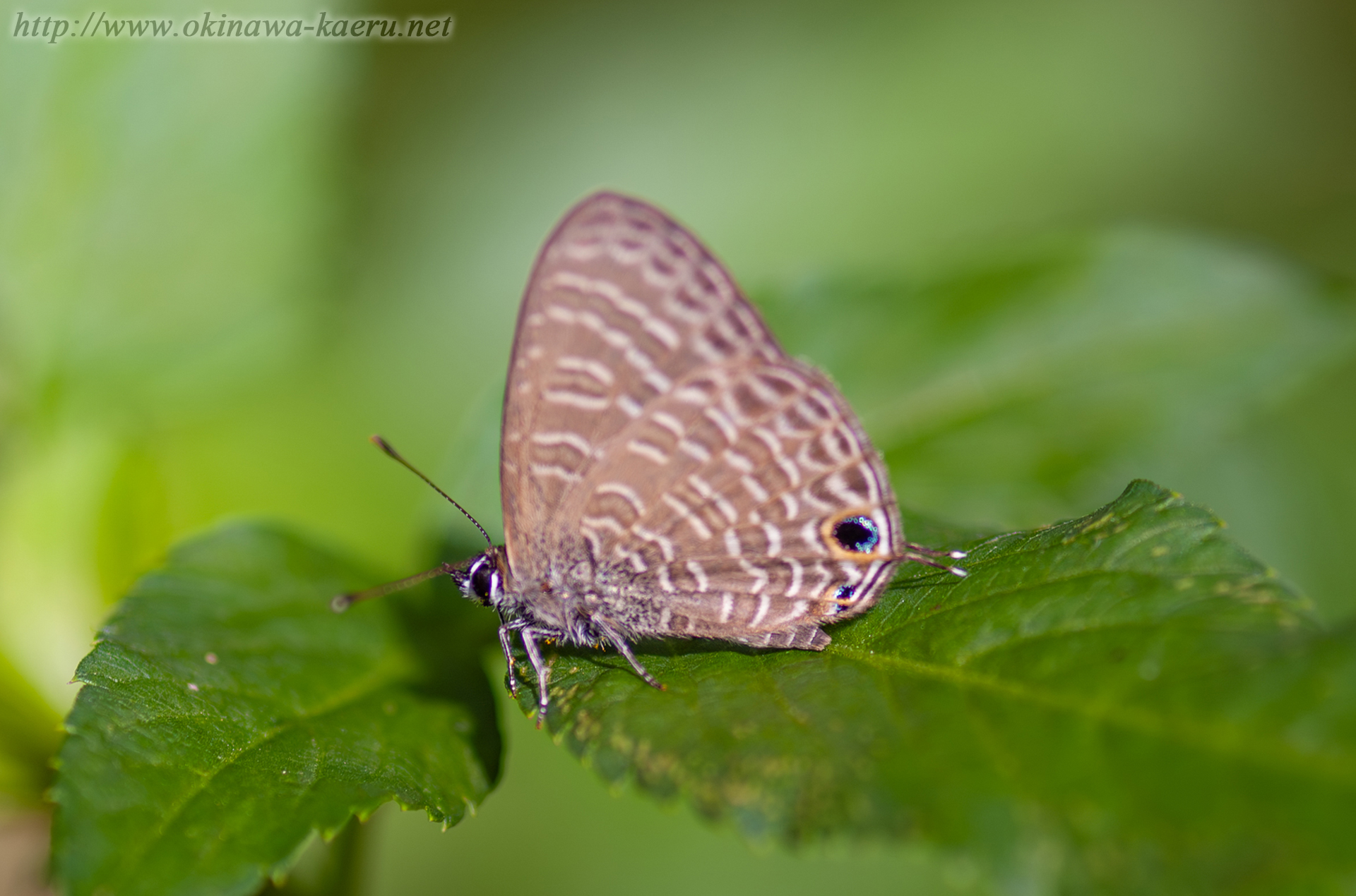 アマミウラナミシジミの画像