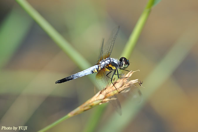 アオビタイトンボ Brachydiplax chalybea flavobittata