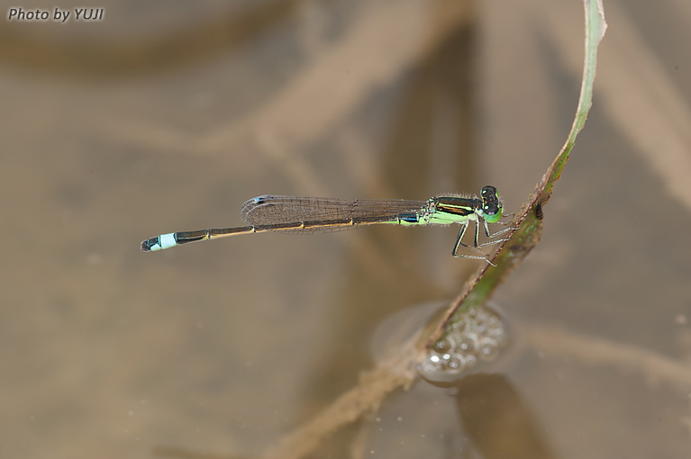 アオモンイトトンボ　Ischnura senegalensis