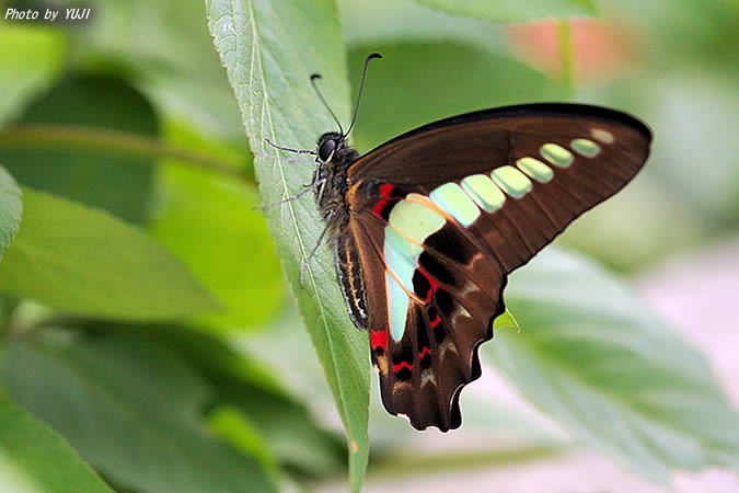 アオスジアゲハ Graphium sarpedon