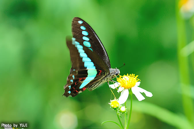 アオスジアゲハ Graphium sarpedon