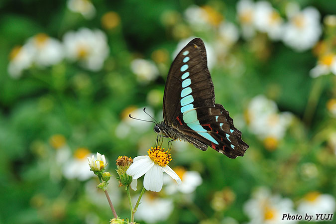 アオスジアゲハ Graphium sarpedon