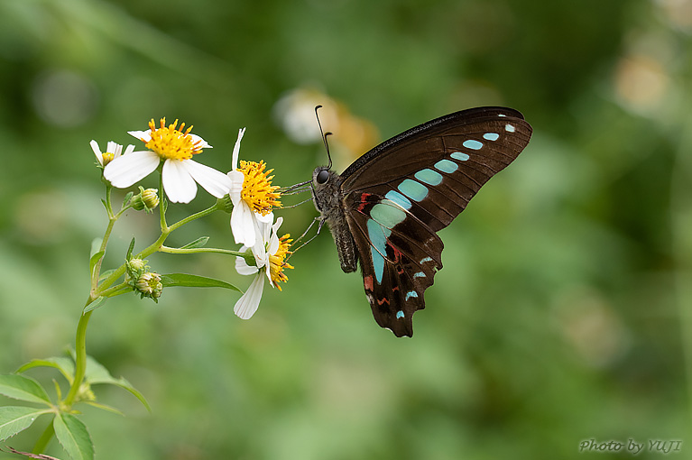 アオスジアゲハ Graphium sarpedon