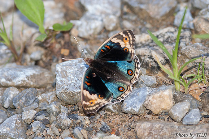 アオタテハモドキ Junonia orithya