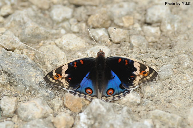 アオタテハモドキ Junonia orithya