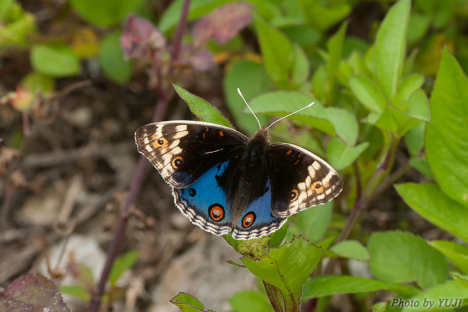 アオタテハモドキ Junonia orithya