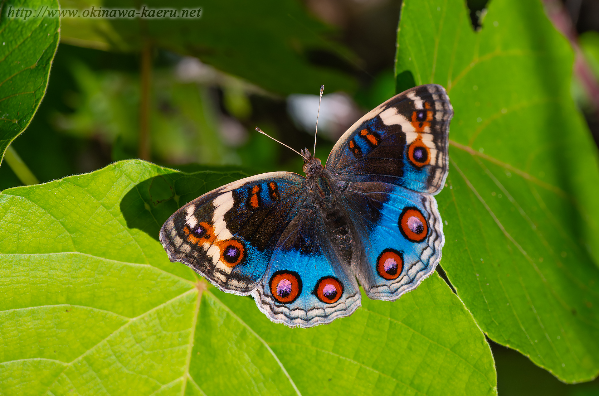 アオタテハモドキの画像