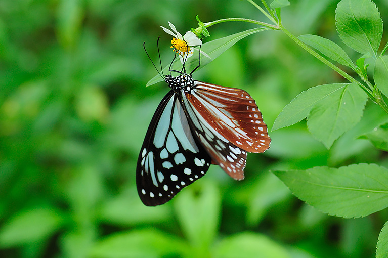 アサギマダラ Parantica sita niphonica