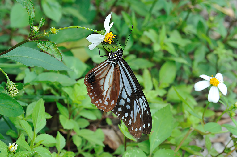 アサギマダラ Parantica sita niphonica