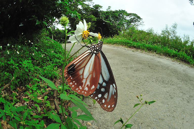 アサギマダラ Parantica sita niphonica