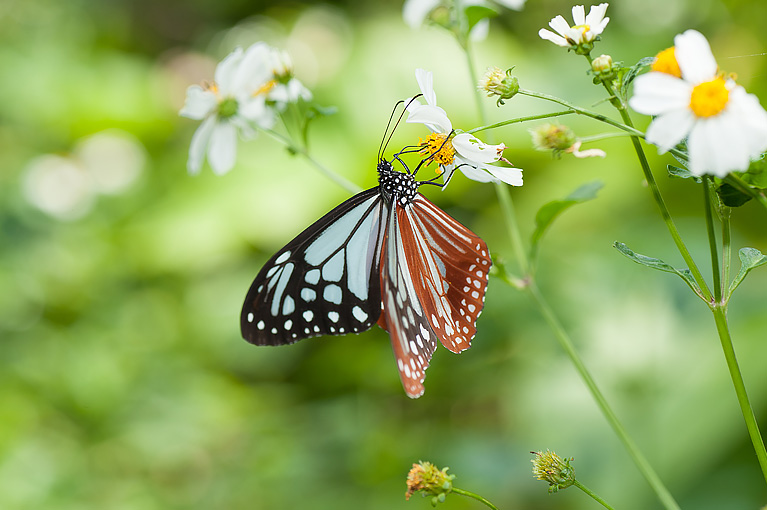 アサギマダラ Parantica sita niphonica