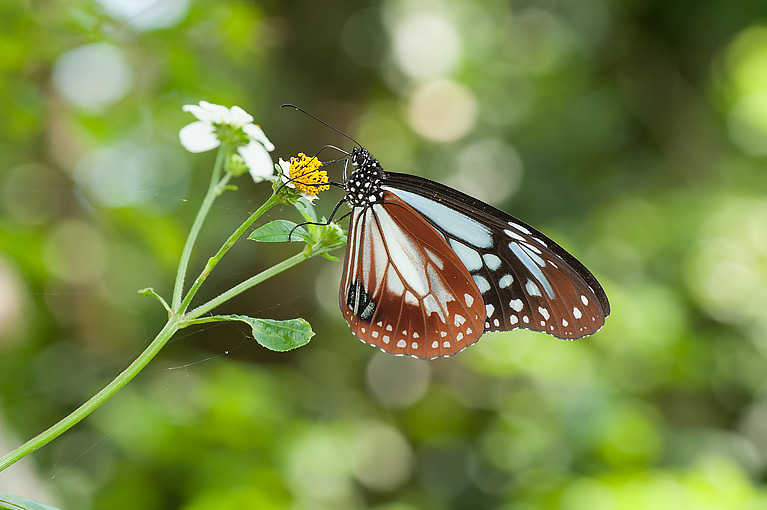 アサギマダラ Parantica sita niphonica