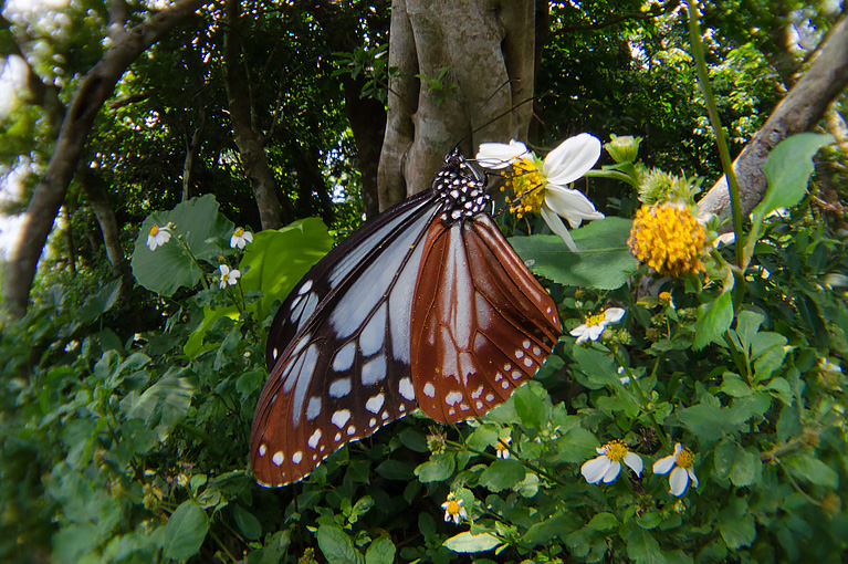 アサギマダラ Parantica sita niphonica