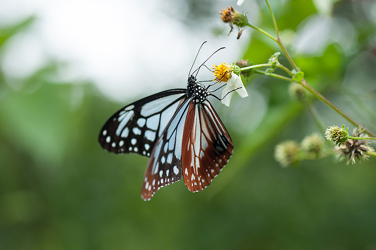 アサギマダラ Parantica sita niphonica