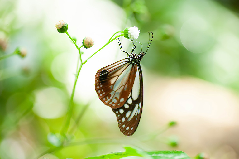 アサギマダラ Parantica sita niphonica