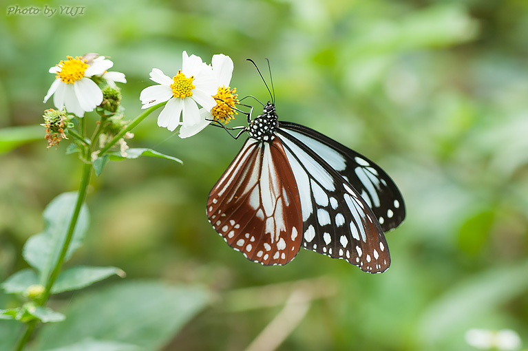 アサギマダラ Parantica sita niphonica