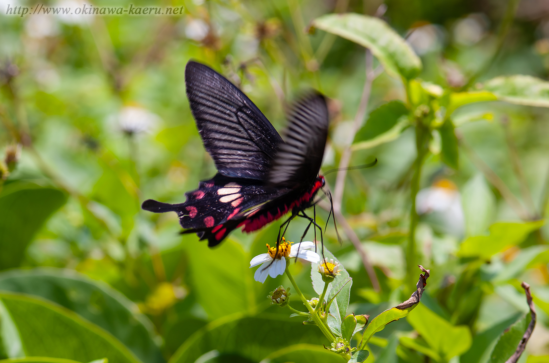 ベニモンアゲハの画像