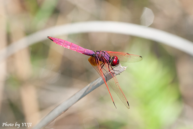 ベニトンボ Trithemis aurora