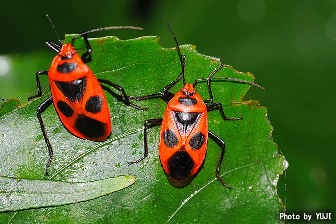 ベニツチカメムシ Parastrachia japonensis