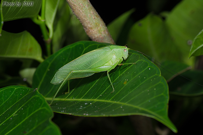 ダイトウクダマキモドキ Phaulula daitoensis