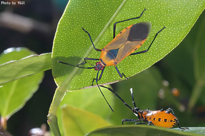 フタスジハリカメムシ Plinachtus basalis