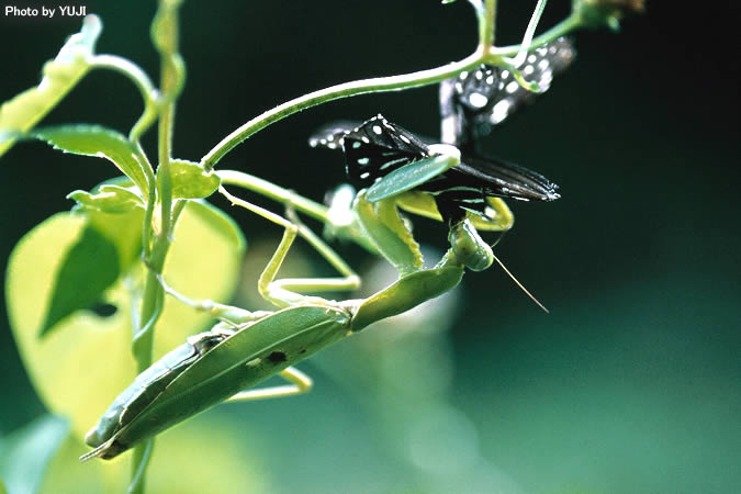 ハラビロカマキリ Hierodula patellifera