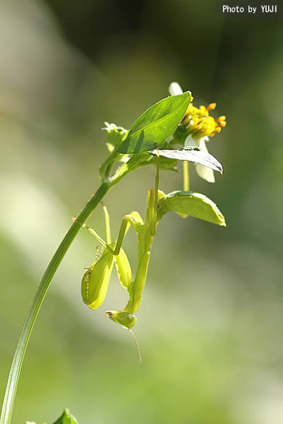 ハラビロカマキリ Hierodula patellifera