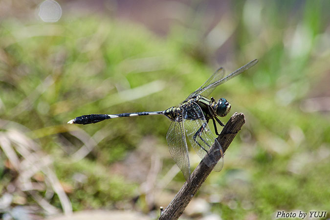 ハラボソトンボ Orthetrum sabina sabina