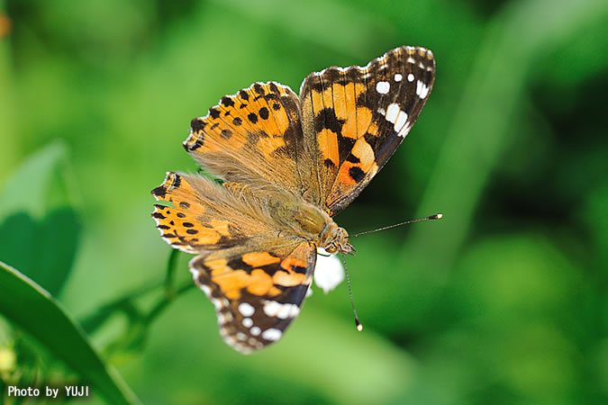 ヒメアカタテハ Vanessa cardui