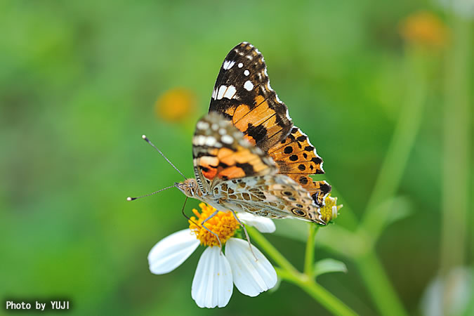 ヒメアカタテハ Vanessa cardui