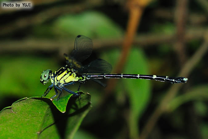 ヒメホソナサエ Leptogomphus yayeyamensis