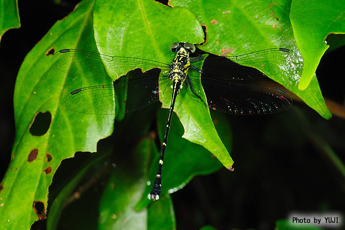 ヒメホソナサエ Leptogomphus yayeyamensis