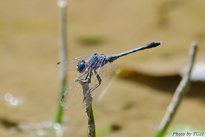 ヒメトンボ Diplacodes trivialis