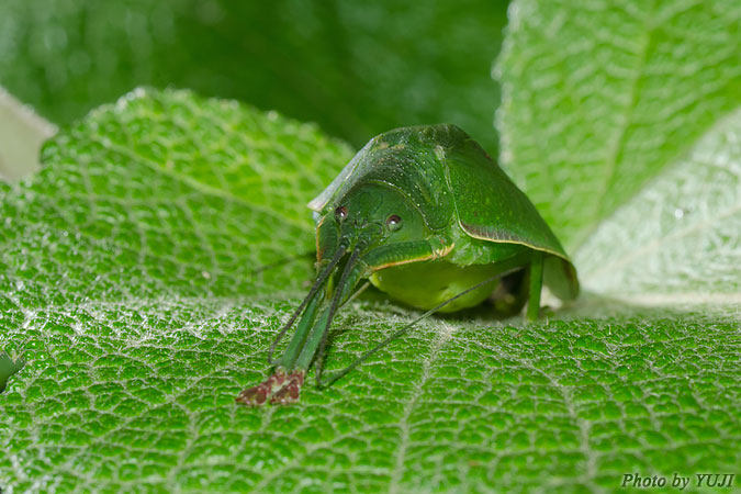 ヒラタツユムシ Togona unicolor