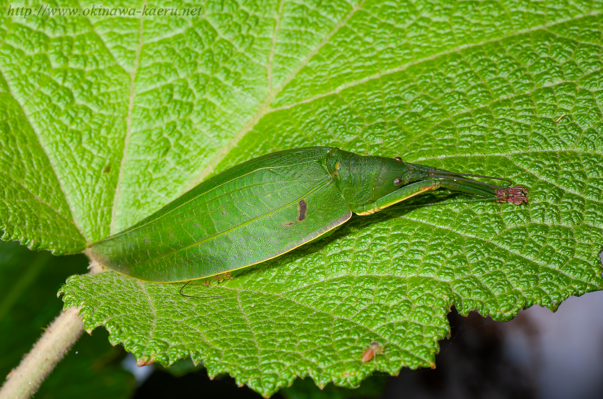 クサキリモドキの画像