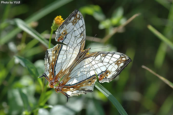 イシガケチョウ Cyrestis thyodamas