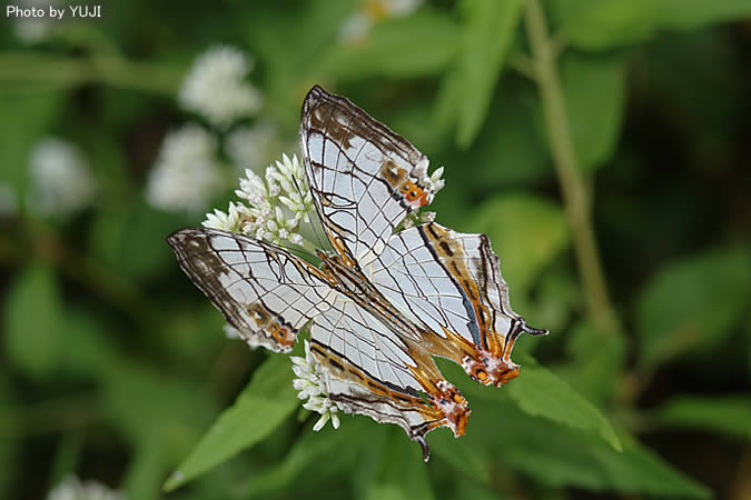 イシガケチョウ Cyrestis thyodamas