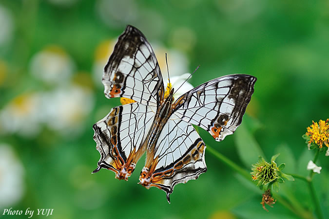 イシガケチョウ Cyrestis thyodamas