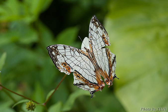 イシガケチョウ Cyrestis thyodamas